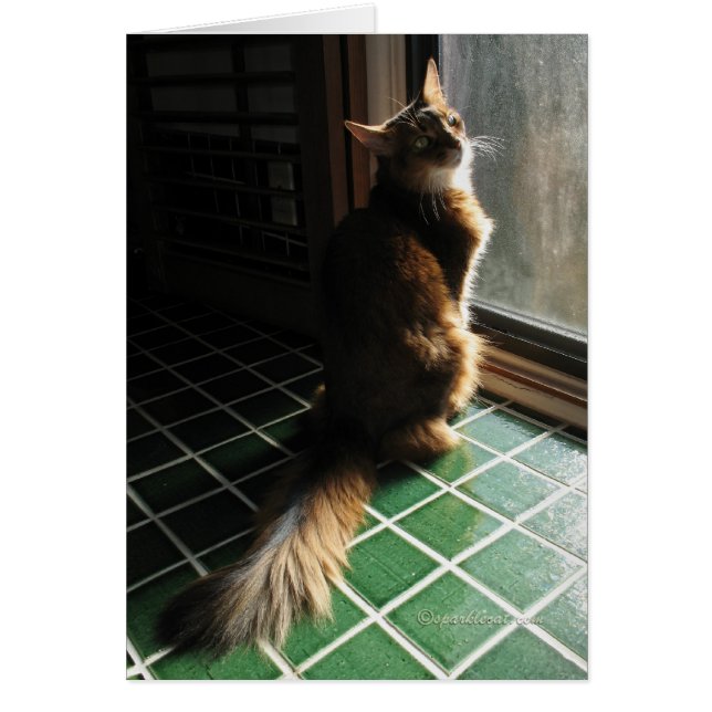 Tarjeta somalí imponente del gato (Frente)