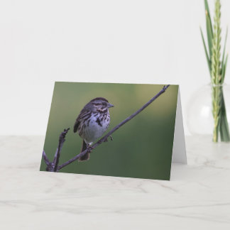 Tarjeta Song Sparrow