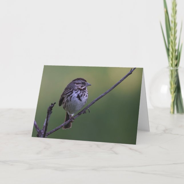 Tarjeta Song Sparrow (Anverso)