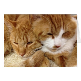 Tarjeta soñolienta de los gatitos del rescate del