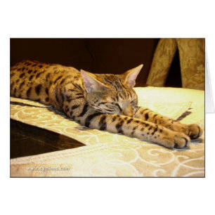 Tarjeta soñolienta del gato de la sabana