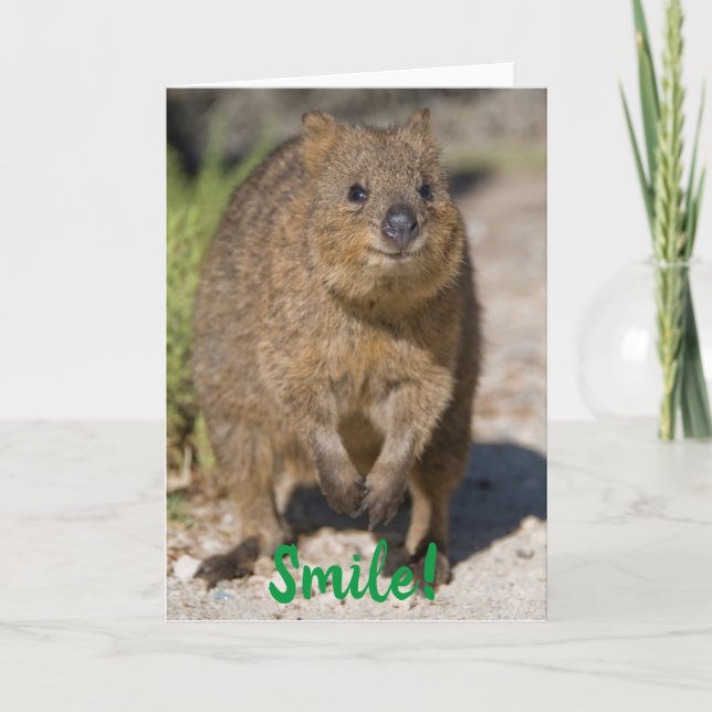 Tarjeta Sonríe / Recupérate Pronto, Quokka Feliz, Australi (Anverso)