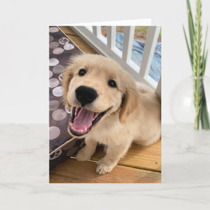 Tarjeta Sonriente lindo perro acribillador de oro saludo
