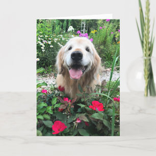 Tarjeta Sonriente Perro recuperador de oro entre flores en