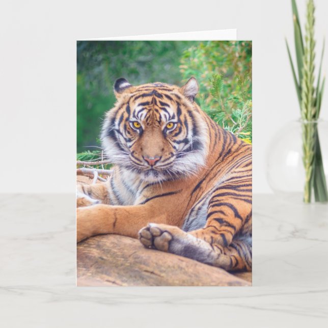 Tarjeta Sorprendente rebote de la fotografía del tigre (Anverso)
