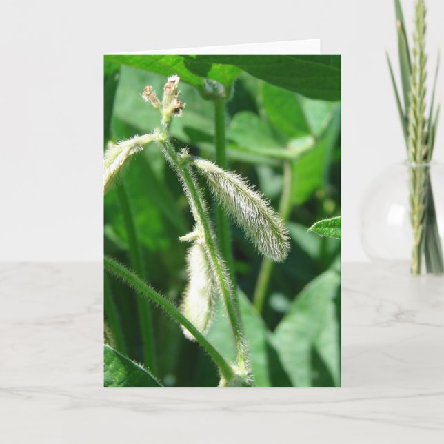 Tarjeta Soybeans (Anverso)
