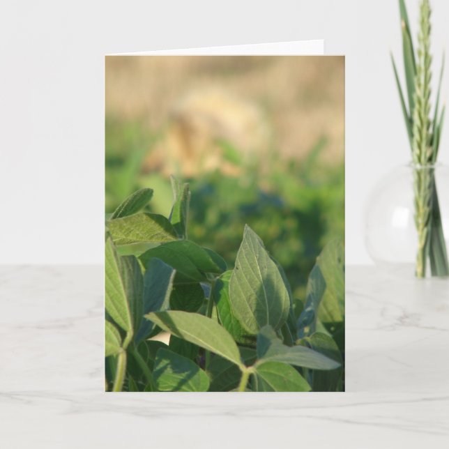 Tarjeta Soybeans (Anverso)