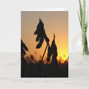 Tarjeta Soybeans al atardecer