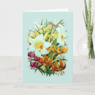 Tarjeta Speciies del Lilium