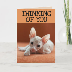 TARJETA SPHYNX CAT PENSANDO EN USTEDES GRACIAS A LAS TARJE