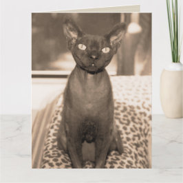 Tarjeta Sphynx Devon Rex Cat Gran Sepia Fotografía