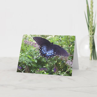 Tarjeta Spicebush Swallowtail
