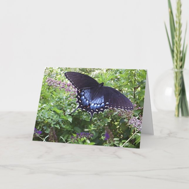 Tarjeta Spicebush Swallowtail (Anverso)