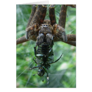 Tarjeta Spider