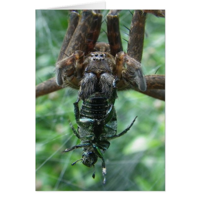 Tarjeta Spider (Frente)