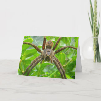 Tarjeta Spider