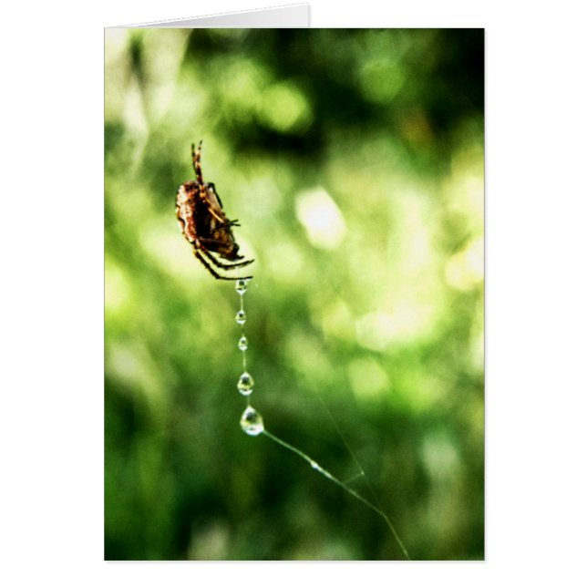 Tarjeta Spider Drops (Frente)