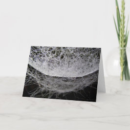 Tarjeta Spider Web Con Dew, Water Drop Hammock