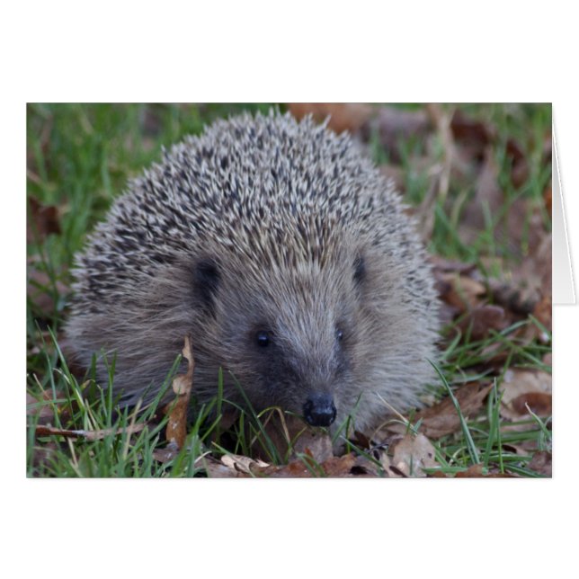 Tarjeta Spike (Anverso (Horizontal))