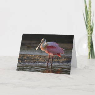 Tarjeta Spoonbill rosado, ajaja del Ajaia, querido del