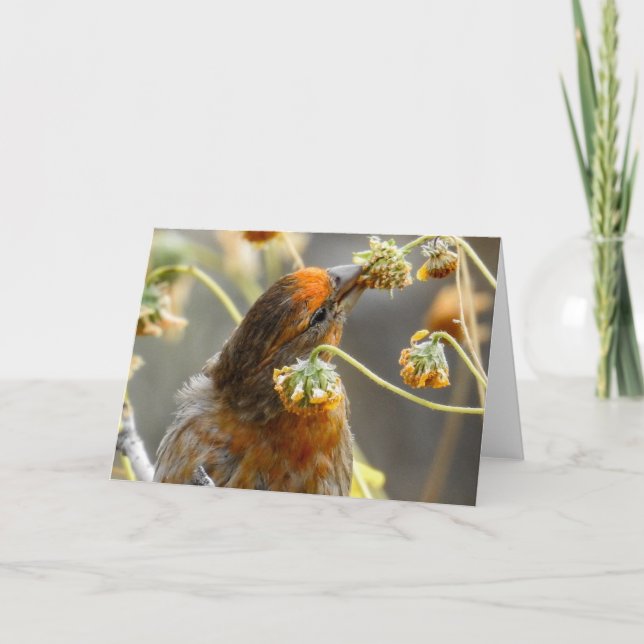 Tarjeta Spring House Finch Notecard (Anverso)