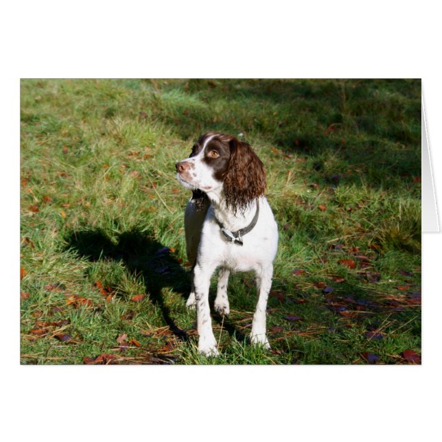 Tarjeta Springer Spaniel Dog (Anverso (Horizontal))