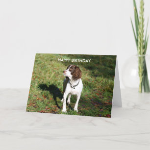 Tarjeta Springer Spaniel HAPPY BIRTHDAY