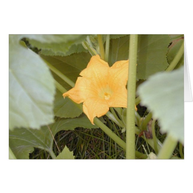 Tarjeta Squash Blossom (Anverso (Horizontal))