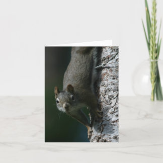 Tarjeta Squirrel Notecard 1