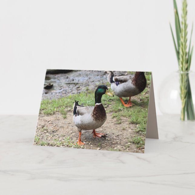 Tarjeta Sr. Duck (Anverso)