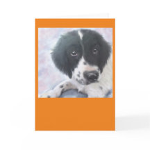 Srta. Fannie - perro de aguas de saltador inglés -