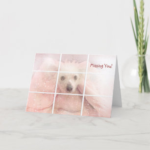 Tarjeta Srta. Usted-chino Crested Hairless Dog