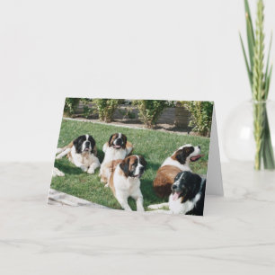 Tarjeta St. Bernards en la yarda