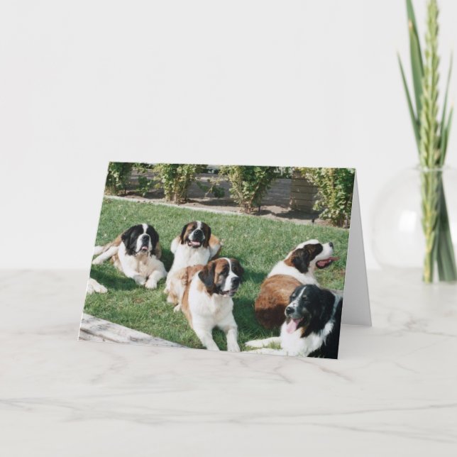 Tarjeta St. Bernards en la yarda (Anverso)