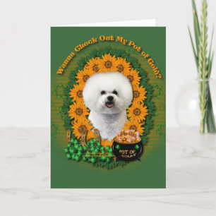 Tarjeta St Patricks - mina de oro - Bichon Frise