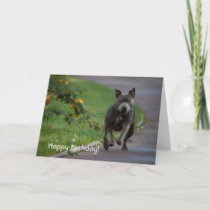 Tarjeta Staffordshire Bull Terrier