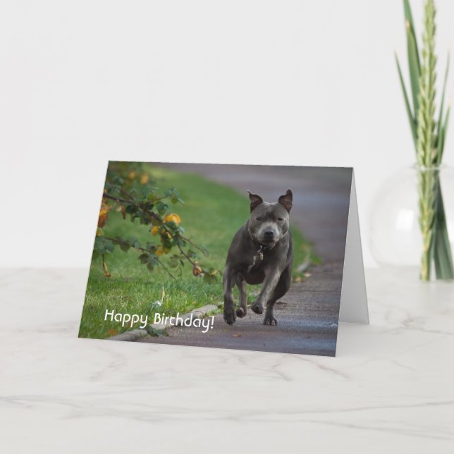 Tarjeta Staffordshire Bull Terrier (Anverso)