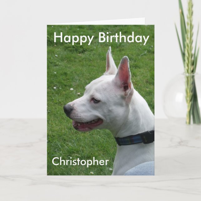 Tarjeta Staffordshire Bull Terrier Feliz cumpleaños (Anverso)
