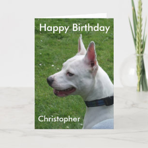 Tarjeta Staffordshire Bull Terrier Feliz cumpleaños