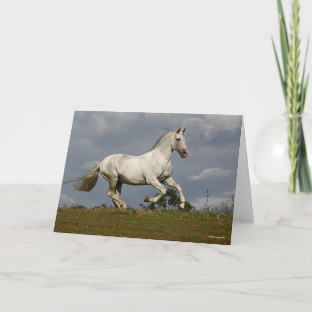 Tarjeta Stallion andaluz gris contra el cielo (Anverso)