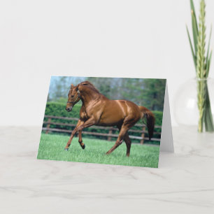 Tarjeta Stallion arado, Irlanda