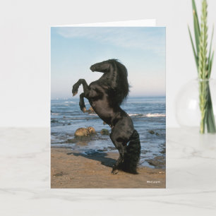Tarjeta Stallion friesiano negro criando en la playa