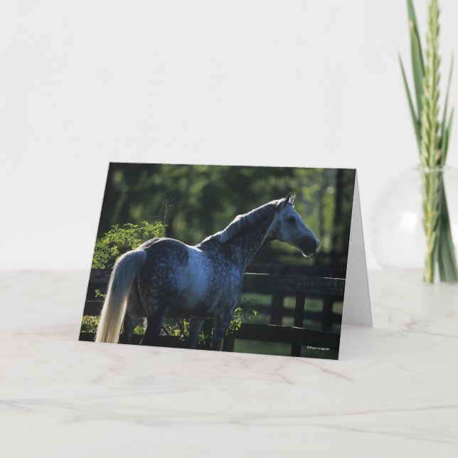 Tarjeta Stallion Hanoverian del rucio del rucio (Anverso)