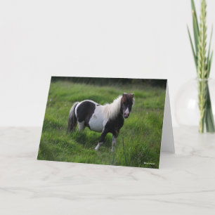 Tarjeta Stallion Pony De Shetland En Pie
