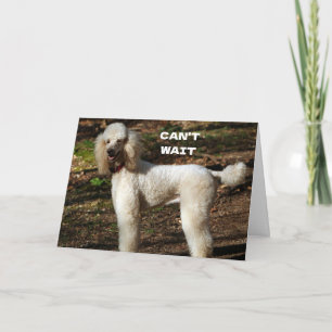 Tarjeta STANDARD POODLE dice "FELIZ "CUMPLEAÑOS 60"