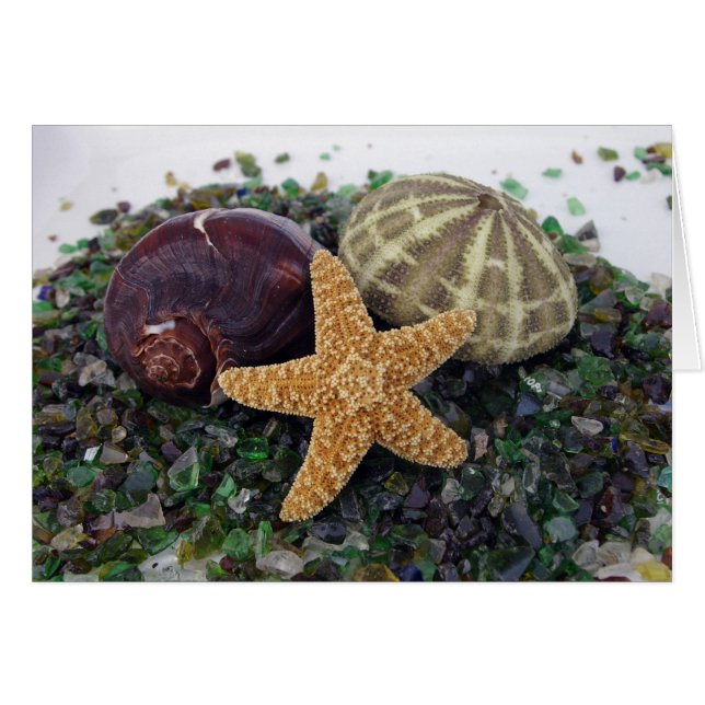 Tarjeta Star Fish, Shell y Urchin (Anverso (Horizontal))