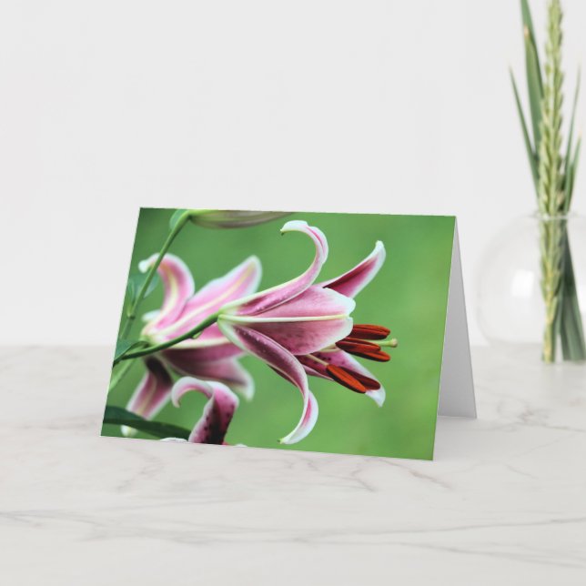 Tarjeta Stargazer lily (Anverso)