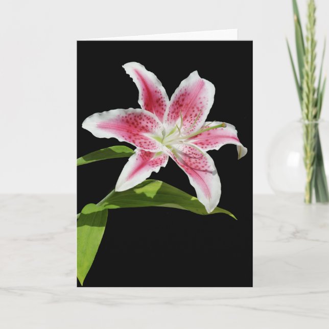 Tarjeta Stargazer Lily (Anverso)