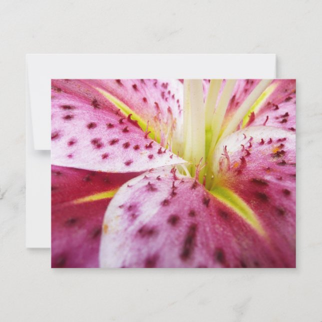 Tarjeta Stargazer Lily Bright Magenta Floral (Anverso)