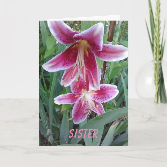 Tarjeta Stargazers y Coneflowers, hermana (Anverso)